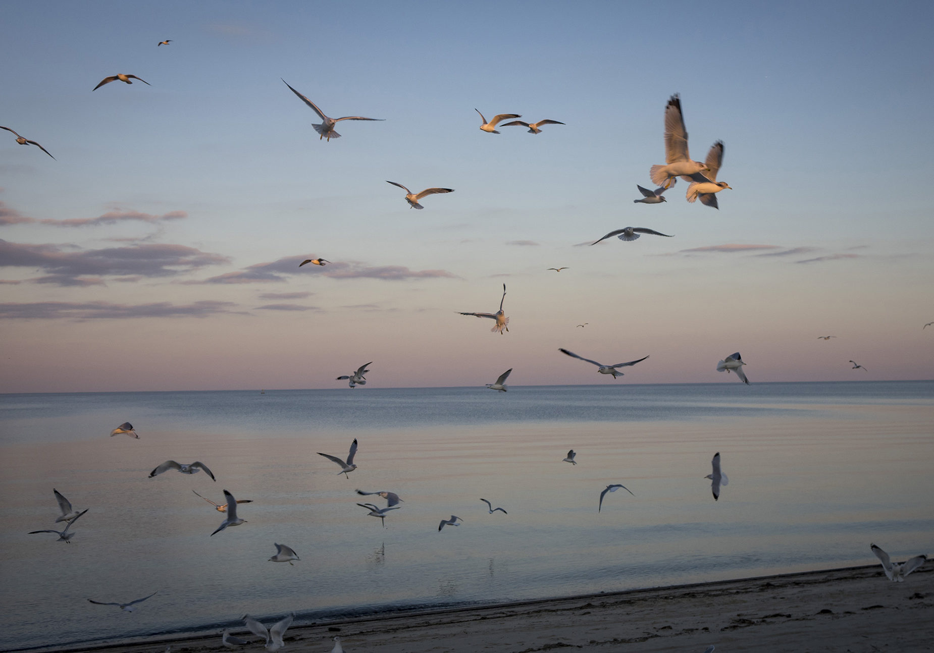 46 Gulls Over Bowers Beach